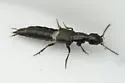 Philonthus nudus - photo 5