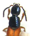 Philonthus palliatus - photo 2