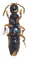 Philonthus palliatus - photo 3