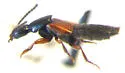 Philonthus palliatus - photo 4