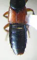 Philonthus palliatus - photo 5