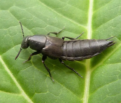 Philonthus politus