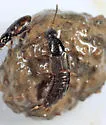 Philonthus quadricollis