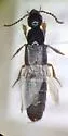 Philonthus quadricollis - photo 2