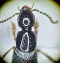 Philonthus quadricollis - photo 3