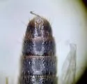 Philonthus quadricollis - photo 5