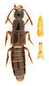 Philonthus rectangulus - photo 2