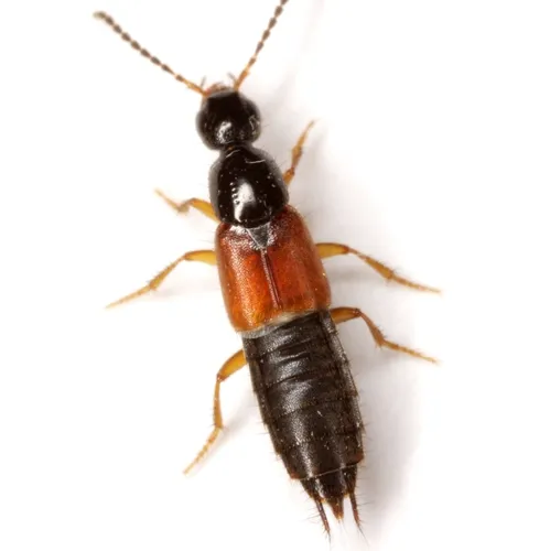 Philonthus rufulus