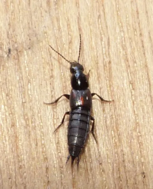 Philonthus sanguinolentus