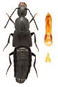 Philonthus schwarzi - Philonthus schwarzi