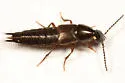 Philonthus sericinus - Philonthus sericinus