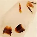 Philonthus sessor - photo 2