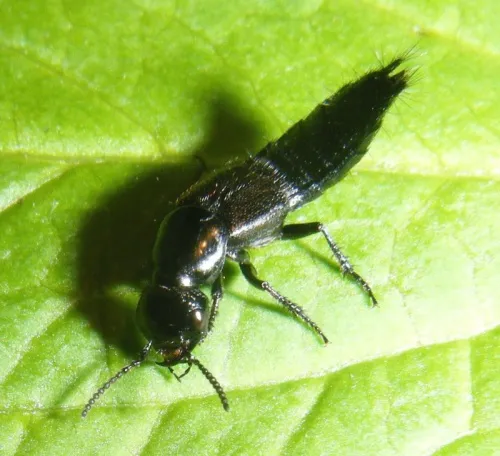 Philonthus splendens