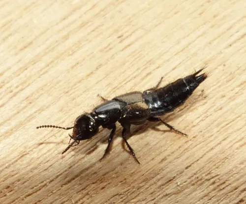 Philonthus splendens - photo 2