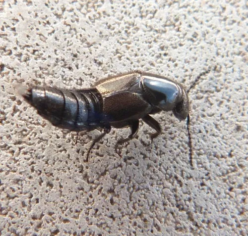 Philonthus splendens - photo 3