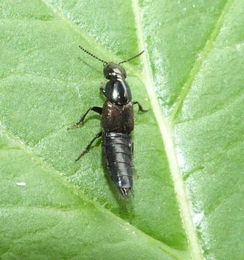 Philonthus splendens - photo 4