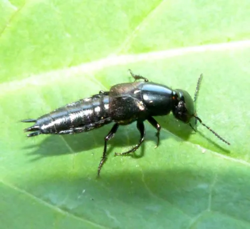 Philonthus splendens - photo 5