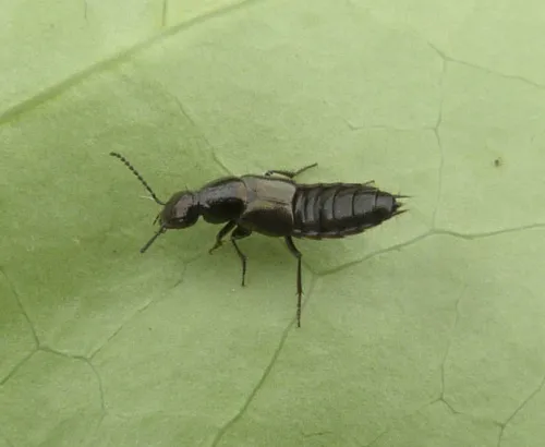 Philonthus tenuicornis