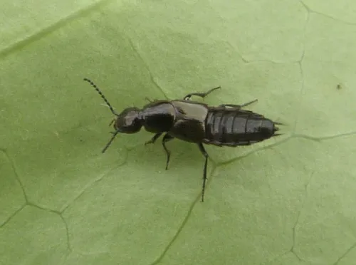 Philonthus tenuicornis - photo 2