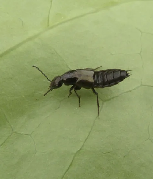 Philonthus tenuicornis - photo 3