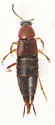 Philonthus thoracicus - Philonthus thoracicus
