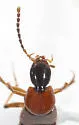 Philonthus thoracicus - photo 2