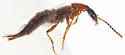 Philonthus thoracicus - photo 3