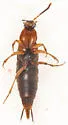 Philonthus thoracicus - photo 4