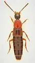 Philonthus thoracicus - photo 5