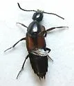 Philonthus triangulum - photo 3