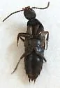 Philonthus triangulum - photo 4