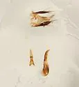 Philonthus umbratilis - photo 2