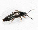Philonthus umbratilis - photo 3