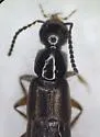 Philonthus umbratilis - photo 5