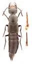 Philonthus validus - photo 2