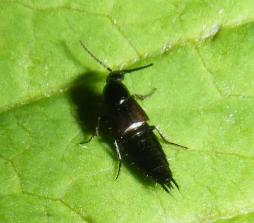 Philonthus varians