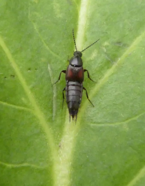 Philonthus varians - photo 2