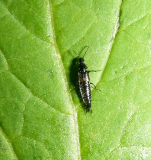 Philonthus varians - photo 3