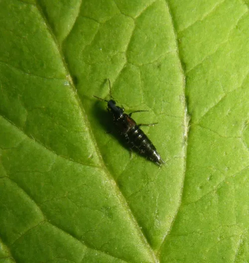 Philonthus varians - photo 4