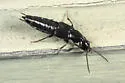Philonthus vulgatus