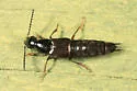 Philonthus vulgatus - photo 2