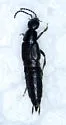 Philonthus vulgatus - photo 3