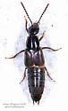 Philonthus vulgatus - photo 5