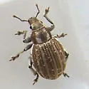 Marram Weevil
