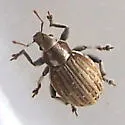 Marram Weevil - photo 2