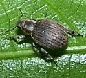 Marram Weevil - photo 3