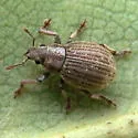 Marram Weevil - photo 4