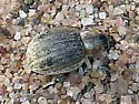 Marram Weevil - photo 5