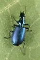 Philophuga caerulea - photo 2