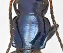 Philophuga caerulea - photo 3